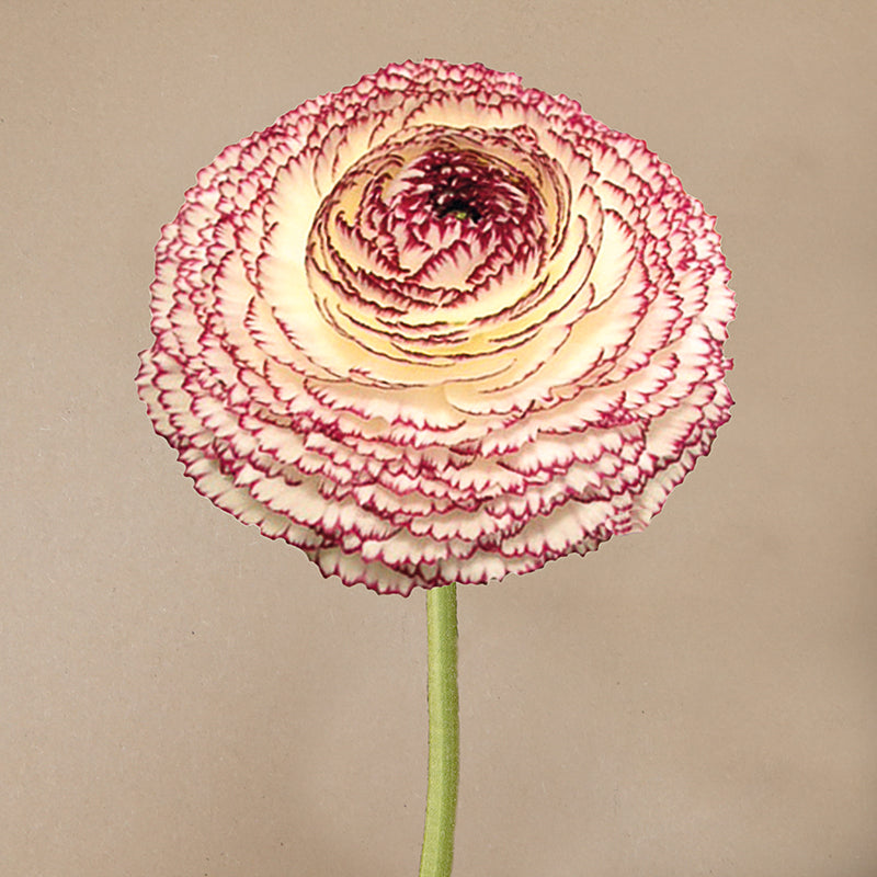 Elegance® Pastello striato
