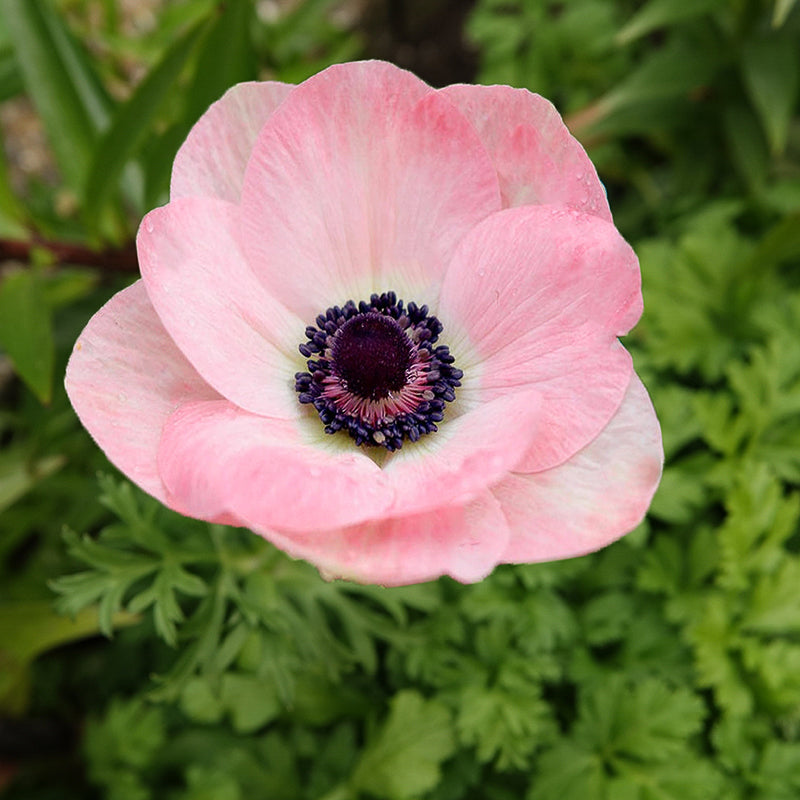 Mistral Rosa Chiaro