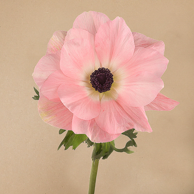 Mistral Rosa Chiaro