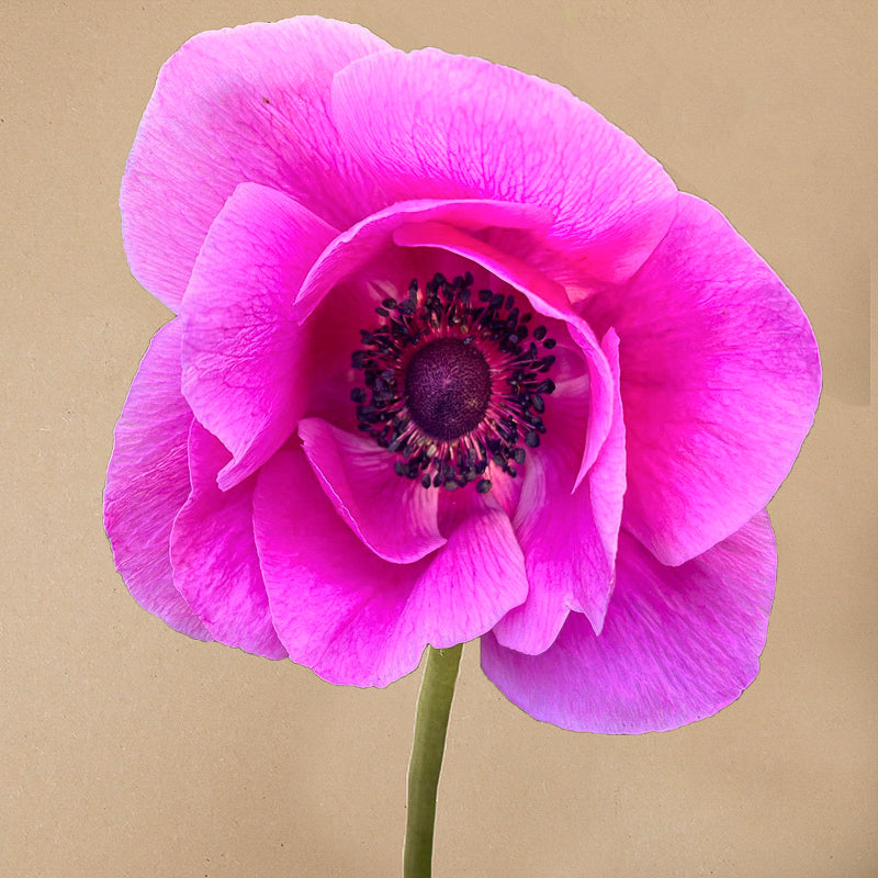 Mistral Fuchsia