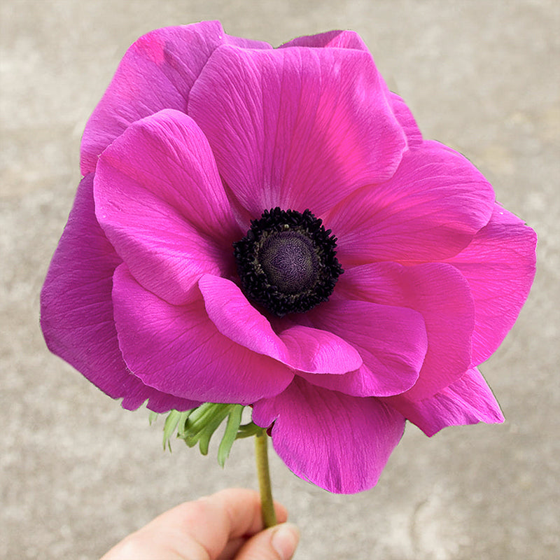 Mistral Fuchsia