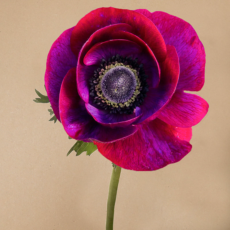 Mistral Grape