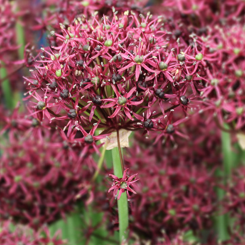 Atropurpureum