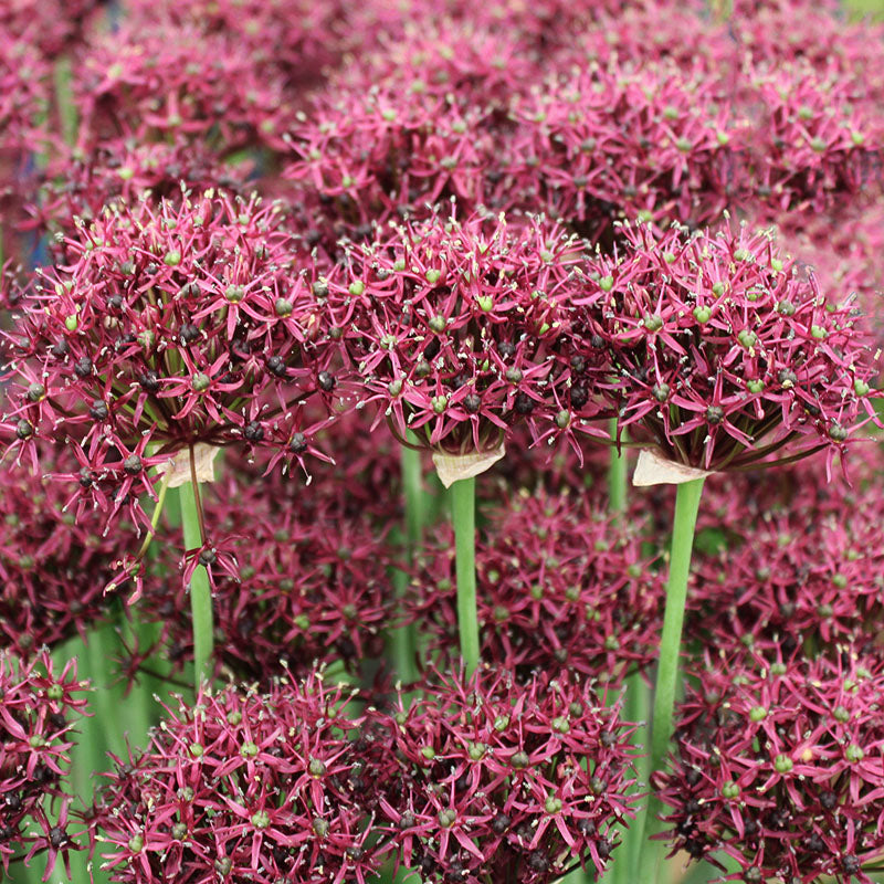 Atropurpureum