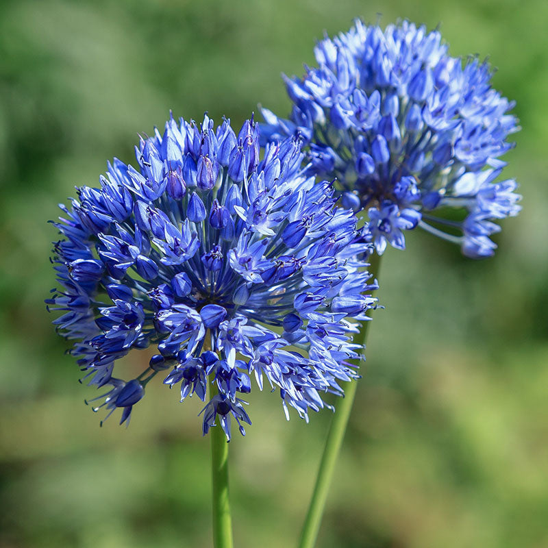 Caeruleum