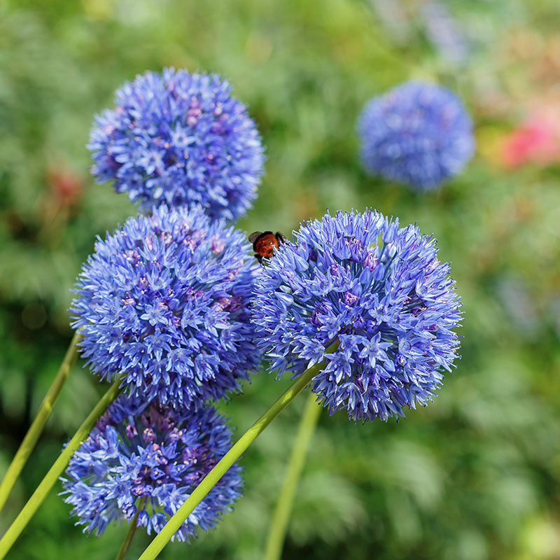 Caeruleum