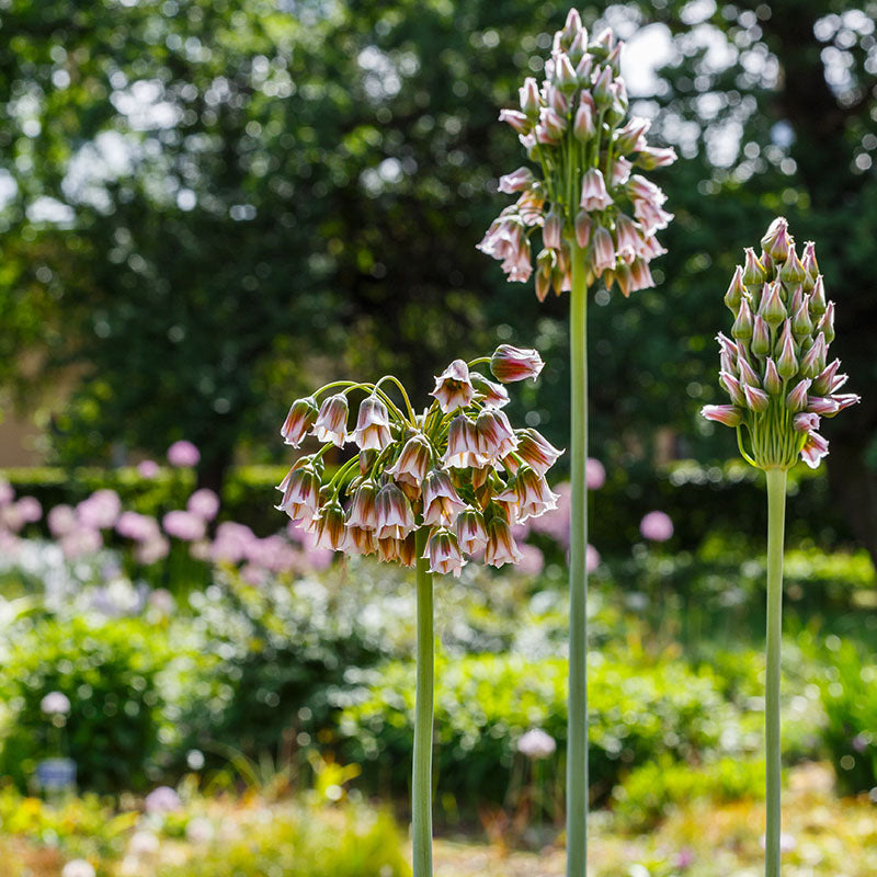 Siculum Bulgaricum