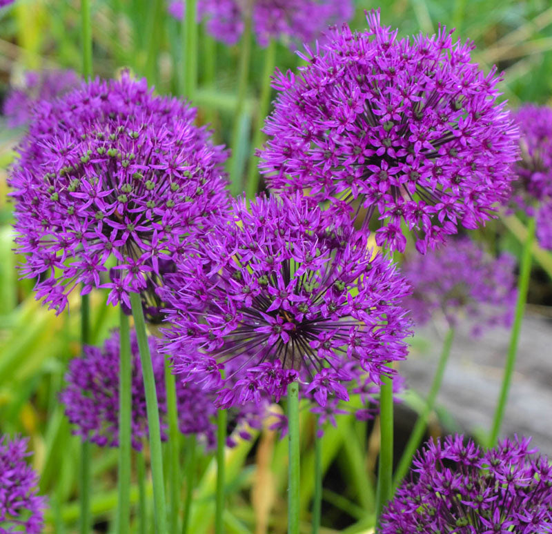 Purple sensation