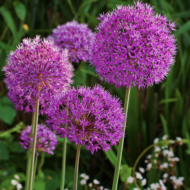 Purple sensation