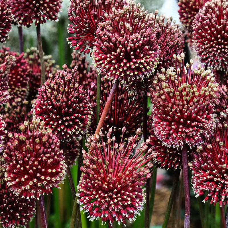 Red mohican