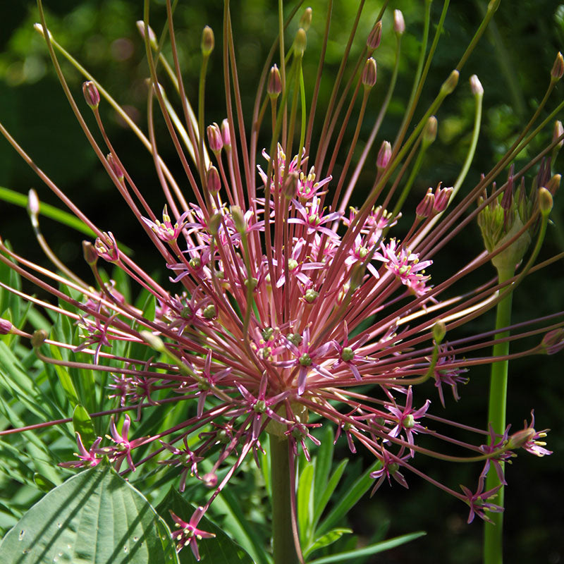 Schubertii