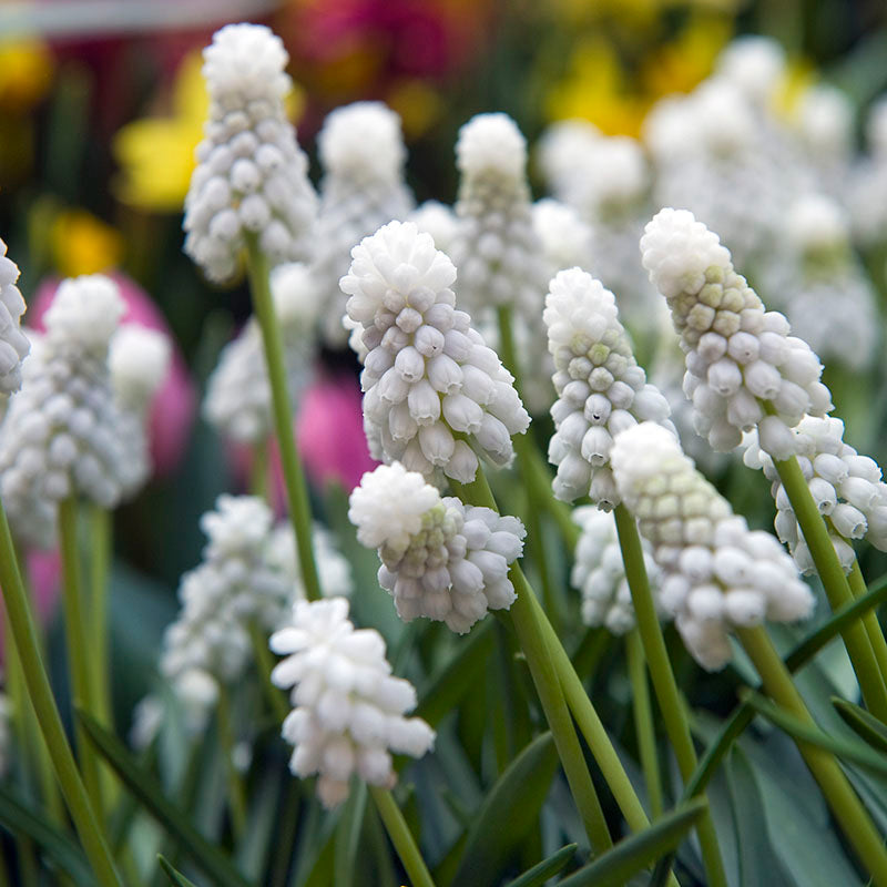 White Magic