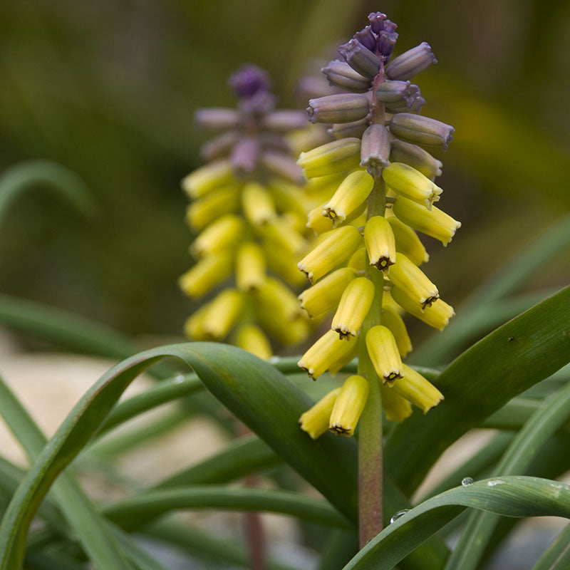 Golden fragrance