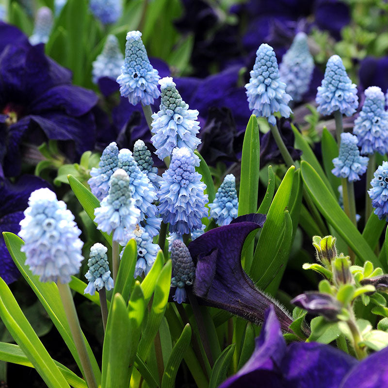 Azureum