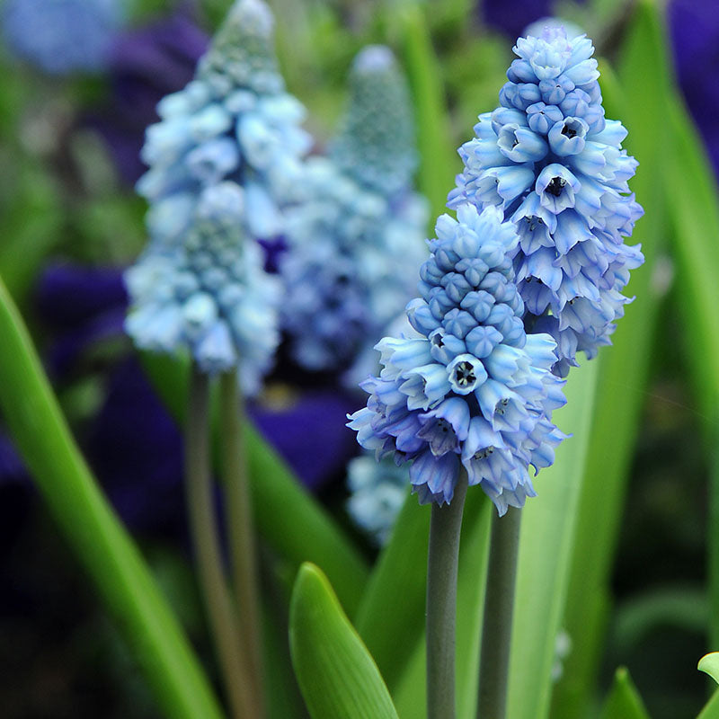 Azureum