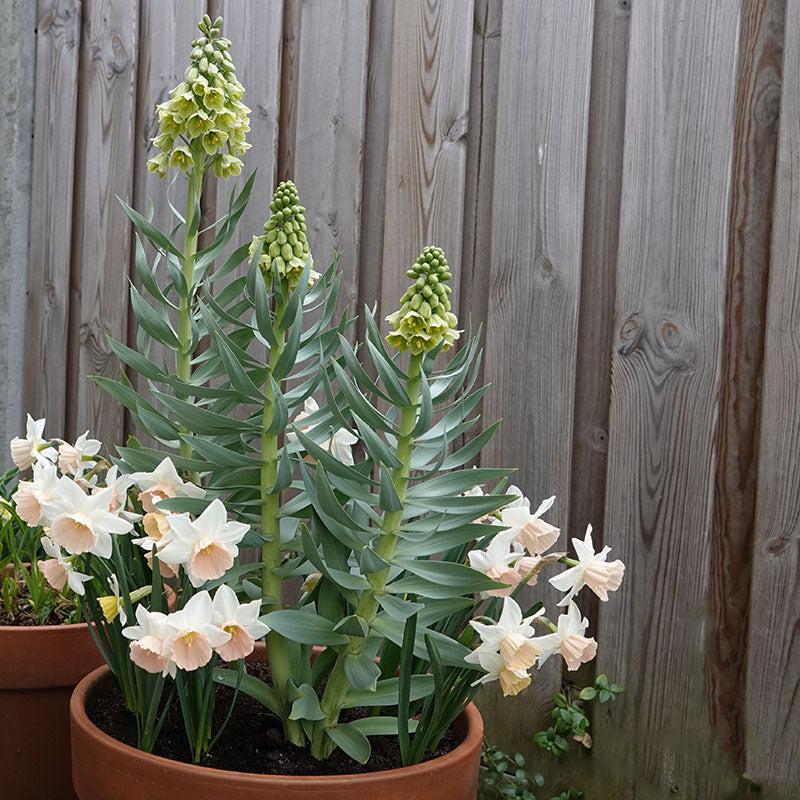 Persica Ivory Bells