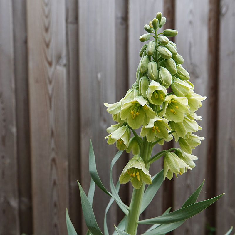 Persica Ivory Bells