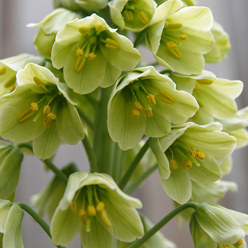Persica Ivory Bells