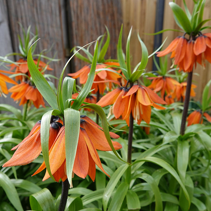 Imperialis Aurora