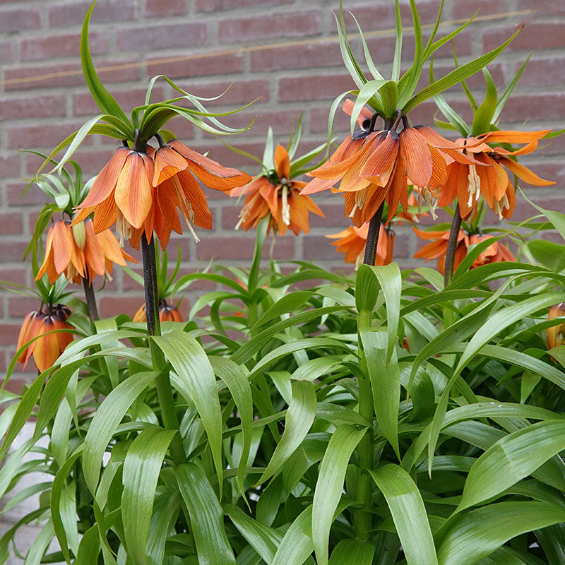 Imperialis Aurora