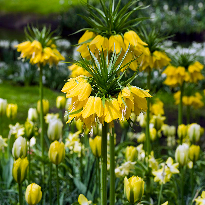 Imperialis Lutea