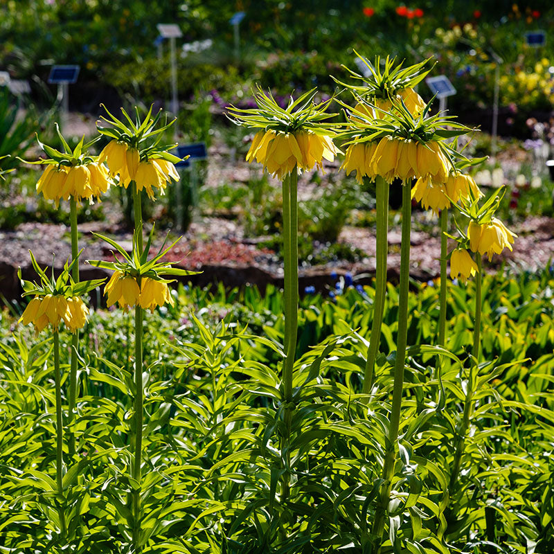Imperialis Lutea