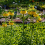 Imperialis Lutea