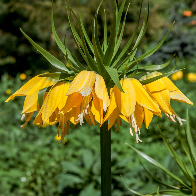Imperialis Lutea