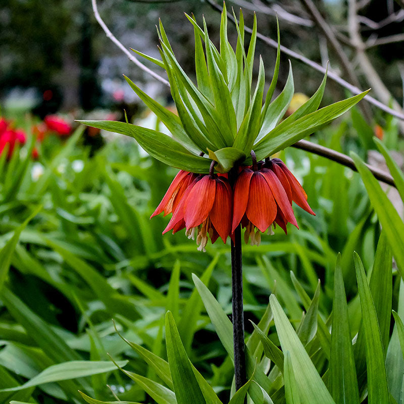 Imperialis Rubra