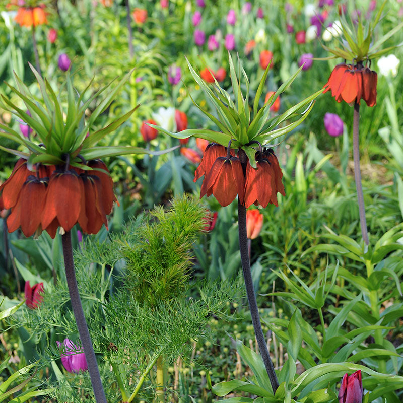 Imperialis Rubra