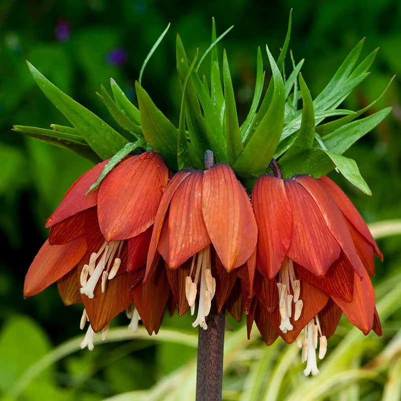 Imperialis Rubra