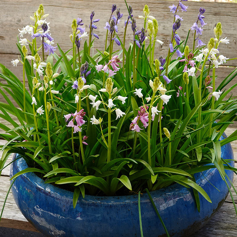 Hyacinthoides white