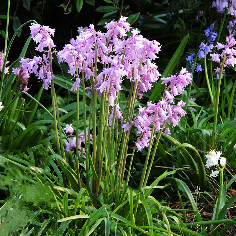 Hyacinthoides roze