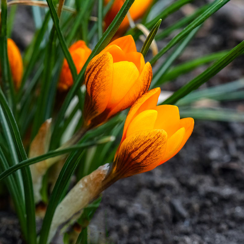 Orange monarch