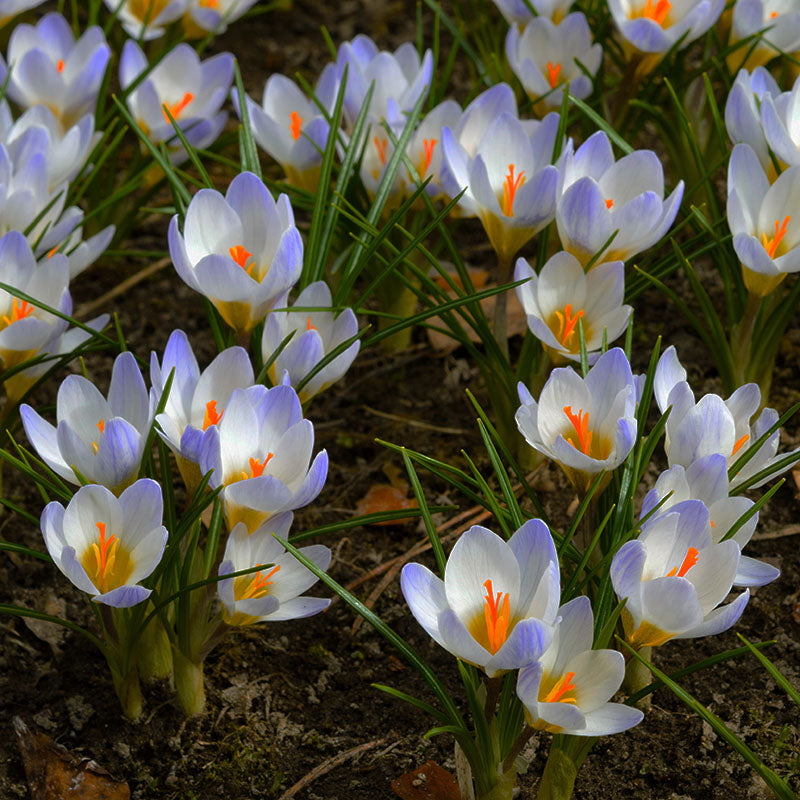 Blaue Perle