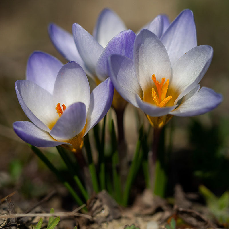 Blaue Perle