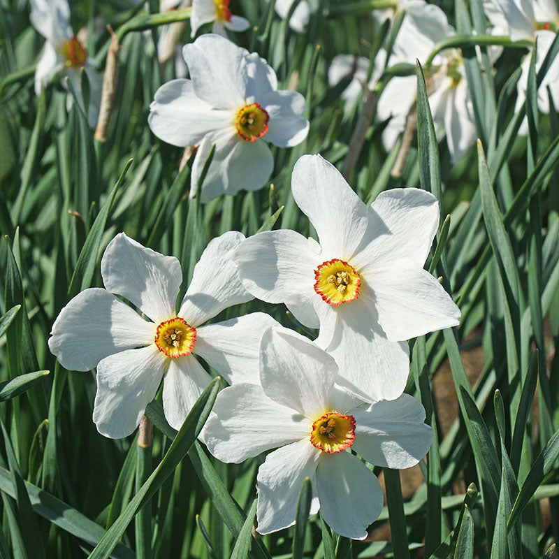 Poeticus Recurvus
