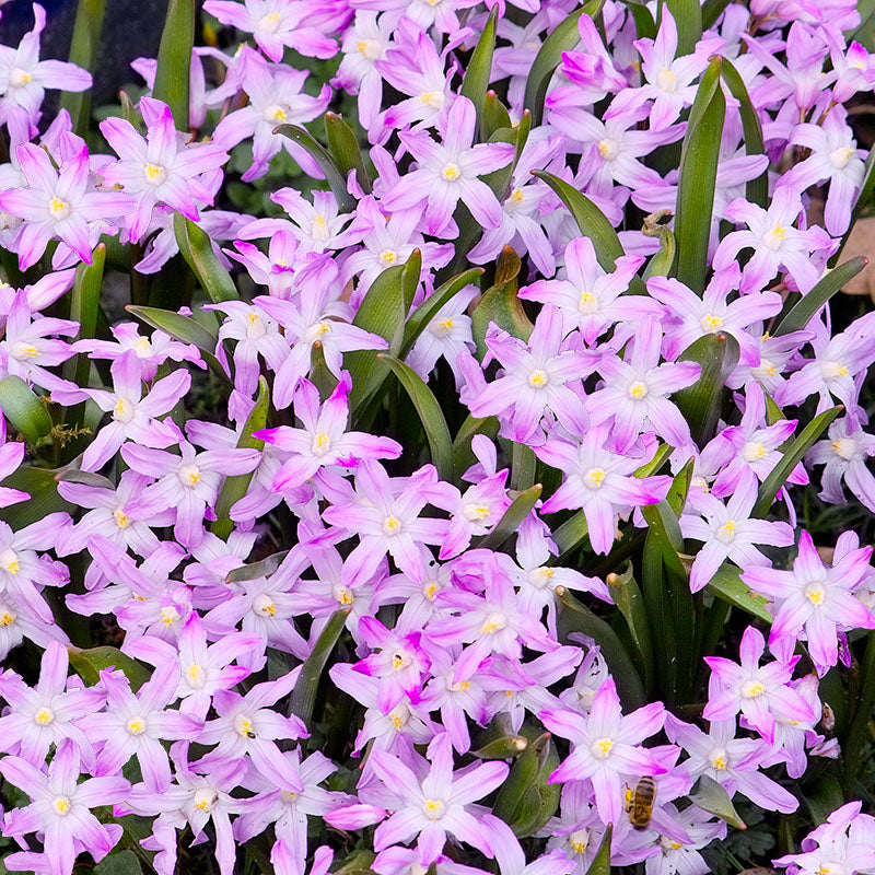 Pink giant