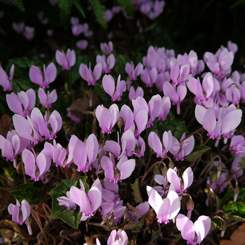 Hederifolium