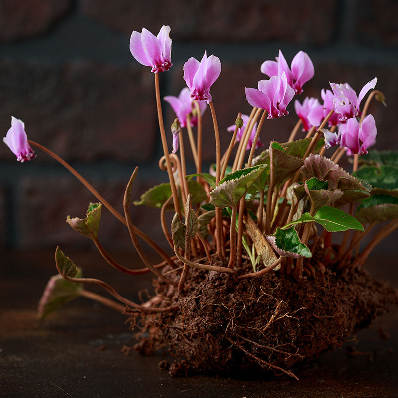 Hederifolium