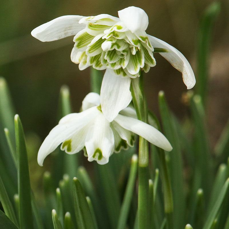 Flore pleno