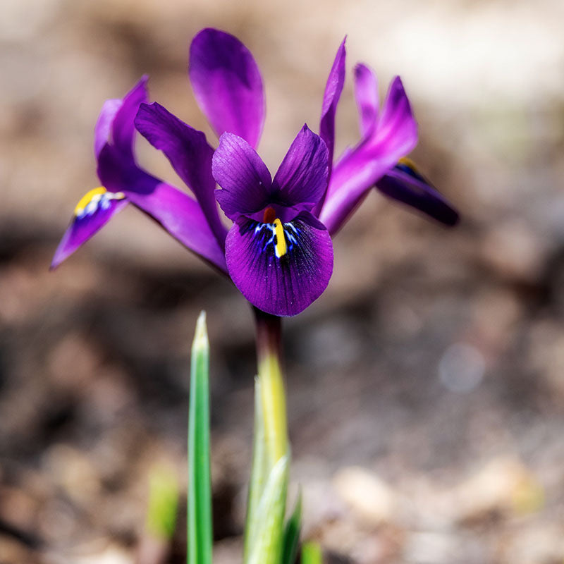 Purple hill