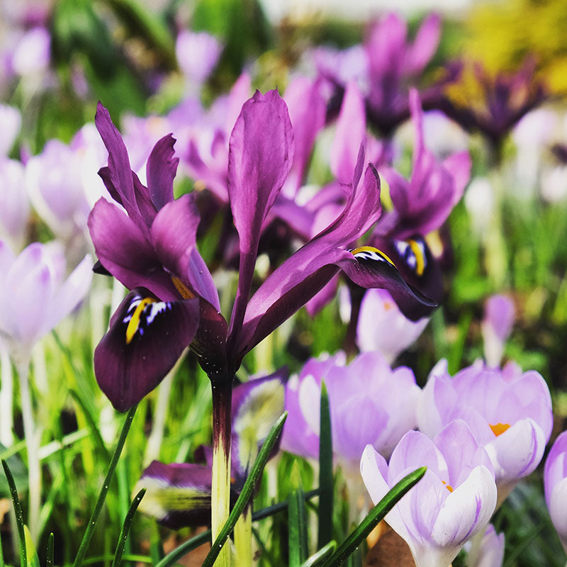 Purple hill