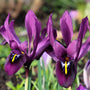 Purple hill