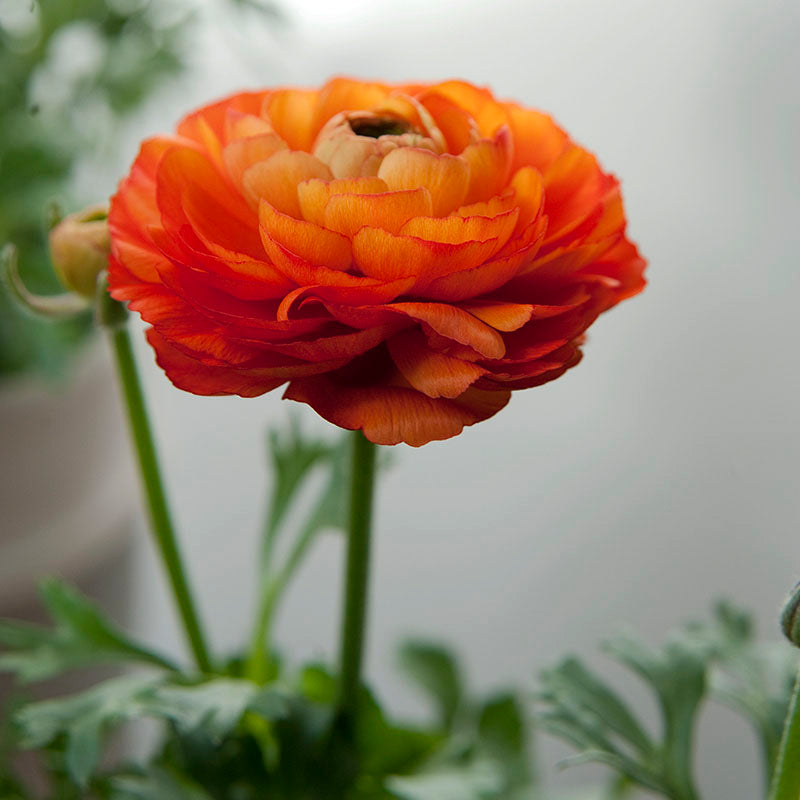 Rusty orange