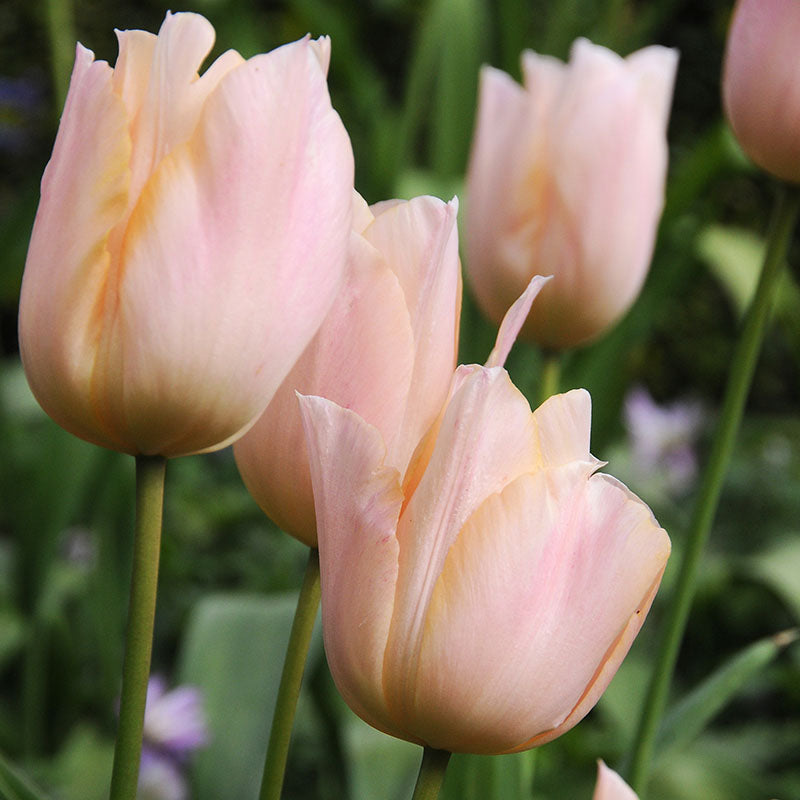 Apricot Beauty