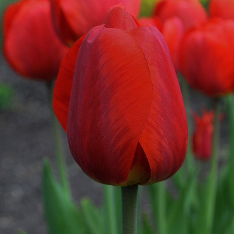 Color Cardinal