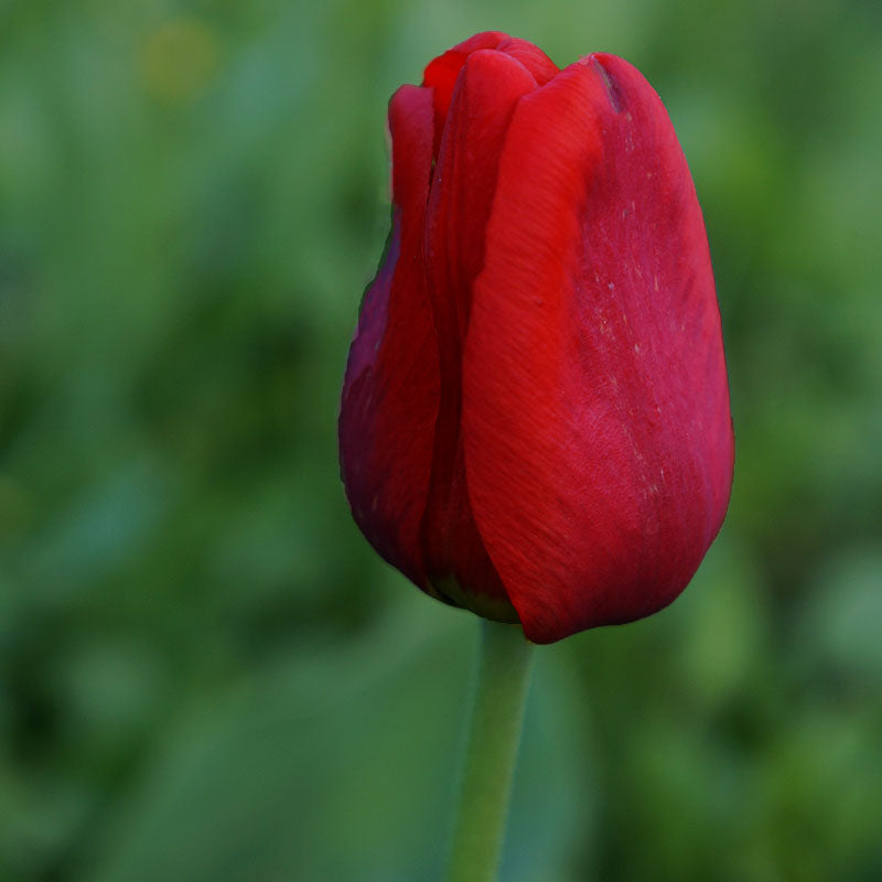 Color Cardinal