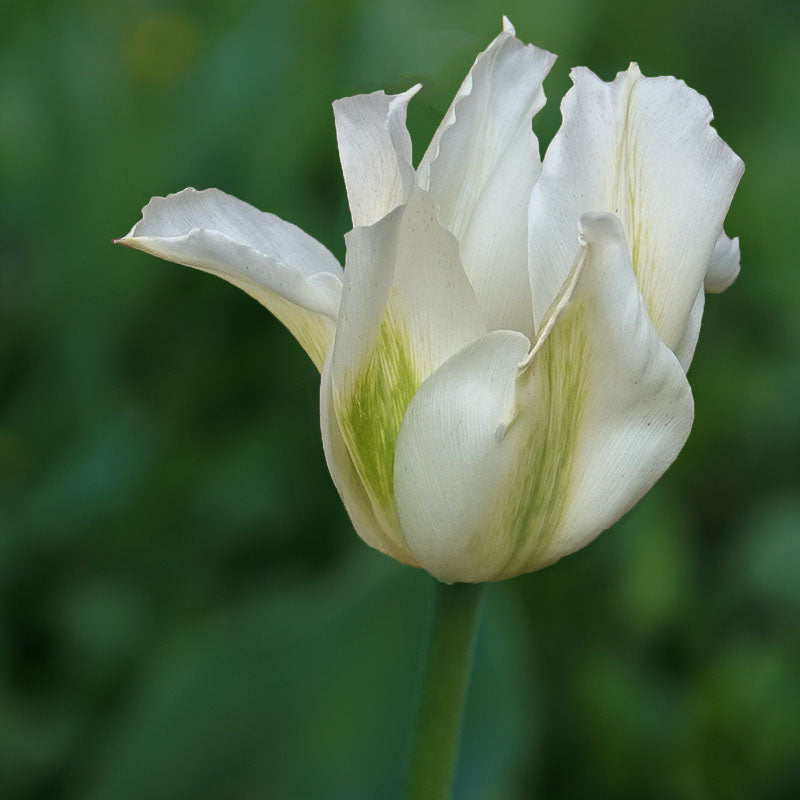 Spring Green