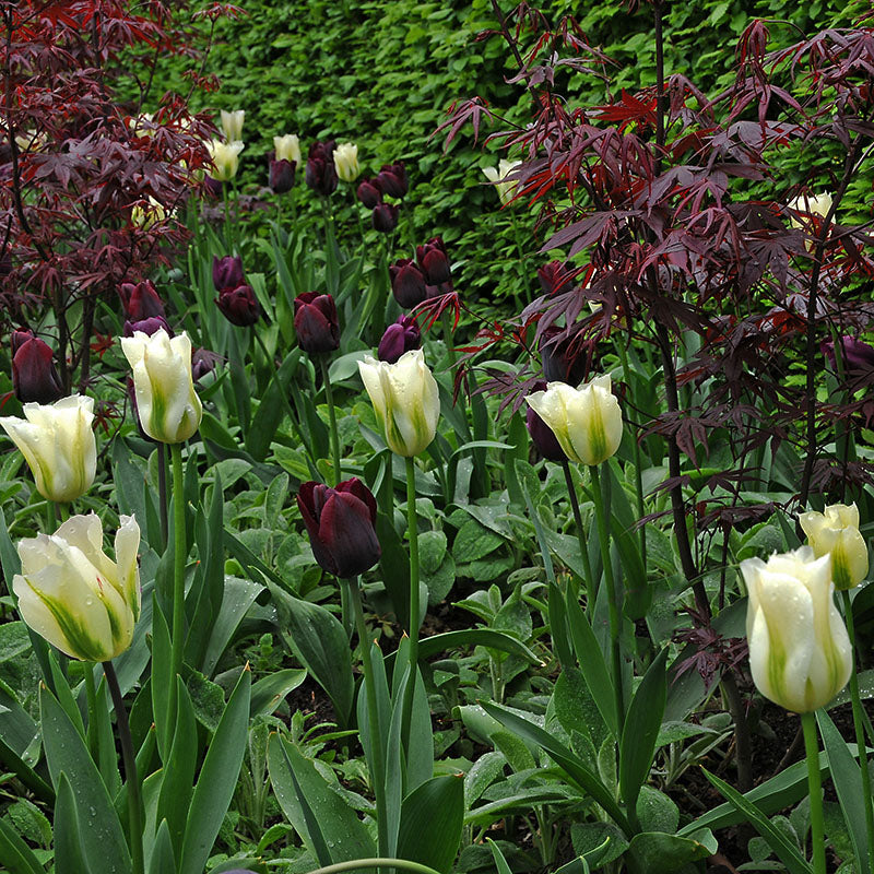 Spring Green